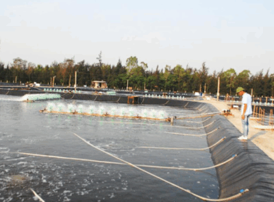 Các ao nuôi tôm theo mô hình an toàn sinh học tại Hà Tĩnh vẫn sinh trưởng tốt bất chấp nỗi lo nước biển ô nhiễm.