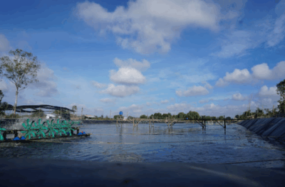 Màng chống thấm HDPE dùng trong lót bạt nuôi tôm