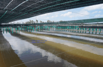 Lót bạt HDPE nuôi tôm