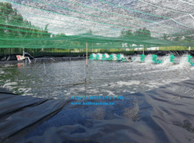 Lót bạt nuôi tôm
