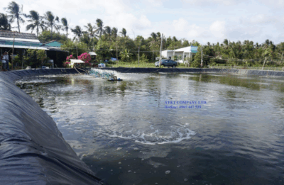 Màng chống thấm HDPE - Bạt lót ao tôm ở Trà Vinh