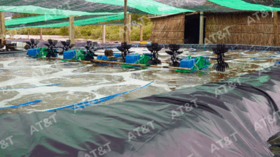 Lắp đặt hệ thống quạt nước cho hồ nuôi tôm