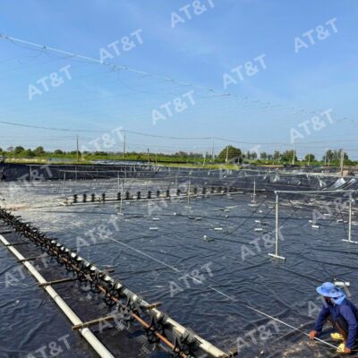 Mô hình trang trại nuôi tôm công nghệ cao ứng dụng màng HDPE làm hồ nuôi tôm giúp kiểm soát môi trường sạch sẽ